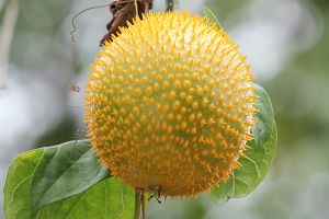 A photo of Teasel Gourd