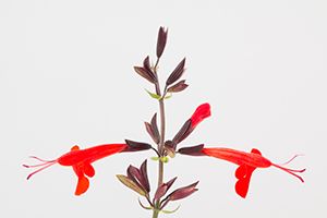 A photo of Texas Sage