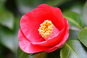 A photo of Thea Japonica