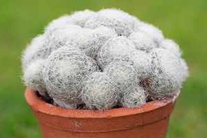 A photo of Thimble Cactus