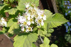 A photo of Thorn Apple