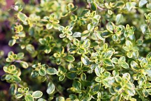 A photo of thyme