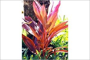 A photo of Ti-Plant