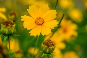 A photo of Tickseed