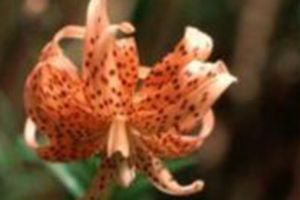 A photo of Tiger Lily