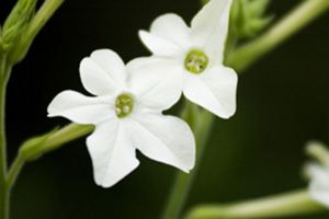 A photo of Tobacco