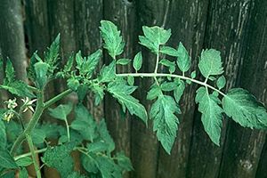 A photo of Tomato Plant