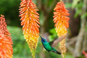 A photo of Torch Lily