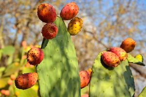 A photo of Tree Cactus