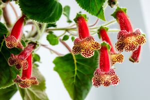 A photo of Tree Gloxinia