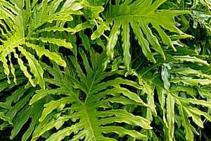 A photo of Tree Philodendron
