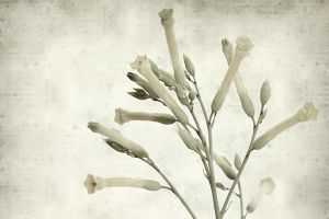 A photo of Tree Tobacco