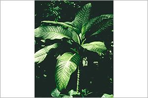 A photo of Tropic Snow
