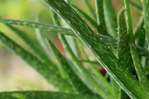 A photo of True Aloe