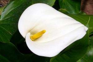 A photo of Trumpet Lily