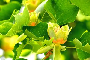 A photo of Tulip Poplar