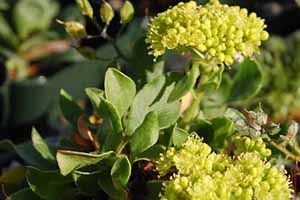 A photo of Umbrella Plant