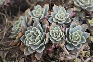 A photo of Urbinia Agavoides