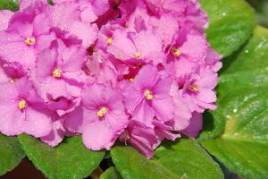 A photo of Usambara Violet