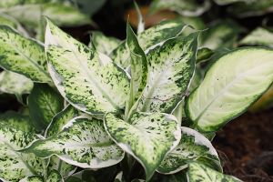 A photo of Variable Dieffenbachia
