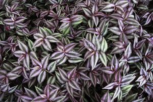 A photo of Variegated Inch Plant