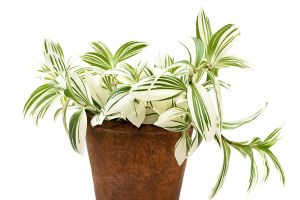 A photo of Variegated Laurel