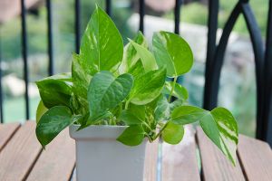 A photo of Variegated Philodendron