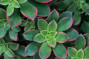 A photo of Variegated Wax Plant