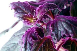 A photo of Velvet Plant