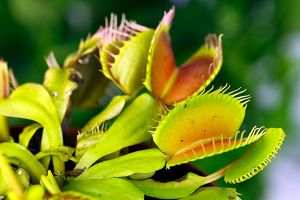 A photo of Venus Fly Trap