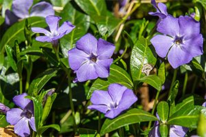 A photo of Vinca