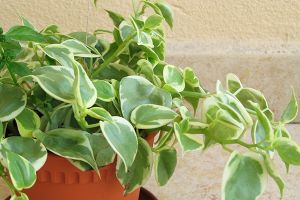 A photo of Vining Peperomia