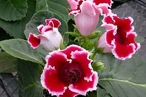 A photo of Violet Slipper Gloxinia