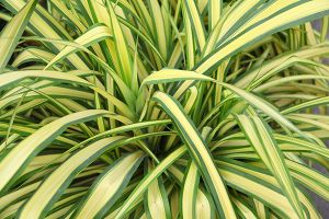 A photo of Walking Anthericum