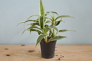 A photo of Warneckei Dracaena