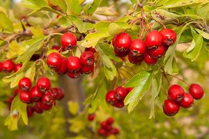 A photo of Washington Hawthorn