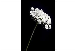 A photo of Water Hemlock