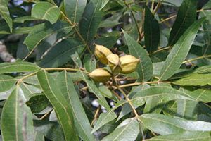 A photo of Water Hickory