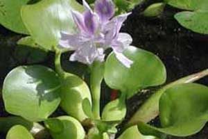A photo of Water Hyacinth