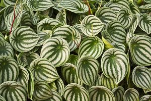 A photo of Watermelon Begonia