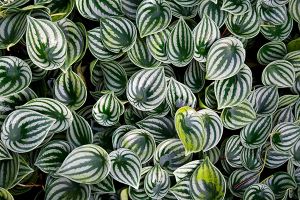 A photo of Watermelon Peperomia