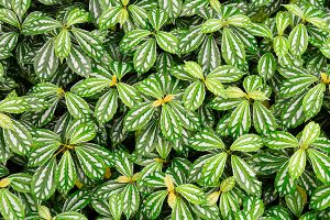 A photo of Watermelon Pilea