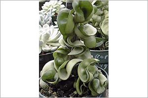 A photo of Wax Plant