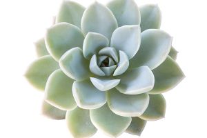 A photo of Wax Rosette
