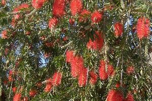 A photo of Weeping Bottlebrush