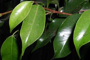 A photo of Weeping Fig