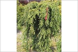 A photo of Weeping Sargent Hemlock