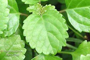 A photo of White Edged Swedish Ivy