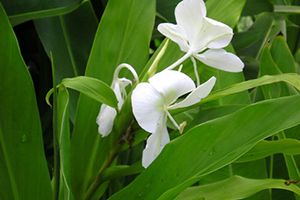 A photo of White Ginger
