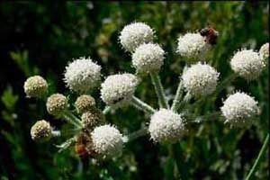 A photo of White Heads